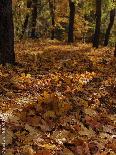 autumn in the forest