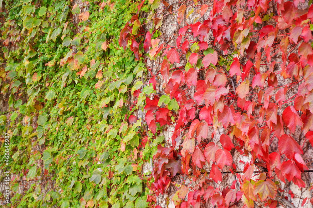 Colorful autumn ivy covered wall background Colorful autumn ivy covered wall background