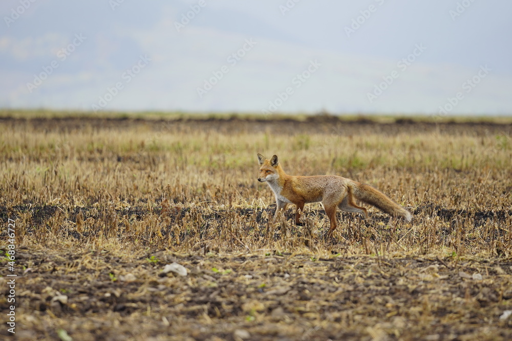 Wild red fox in the meadow Wild red fox in the meadow