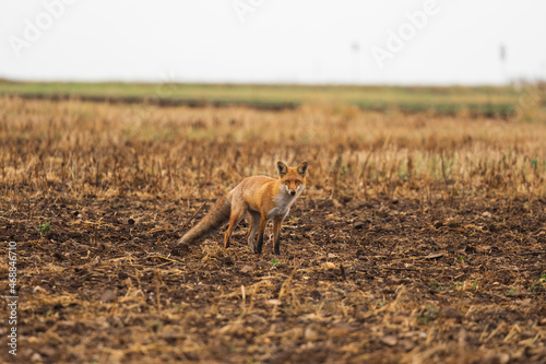 Wild red fox in the meadow
