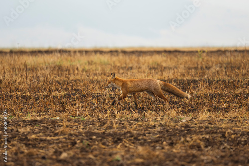 Wild red fox in the meadow