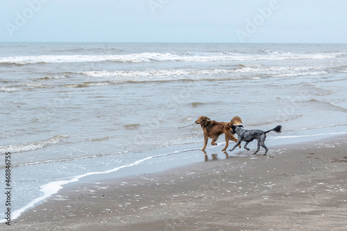 two dogs play in the beach with a tree branch