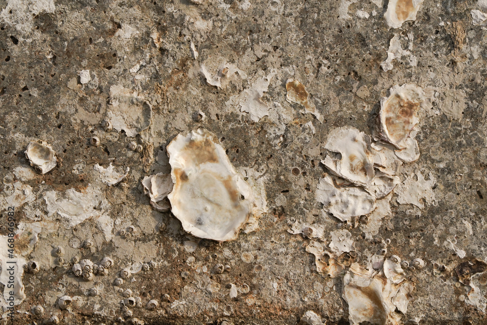 Texture of oysters on a concrete block