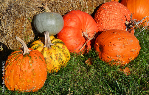Colorful varieties of pumpkins and squashes
