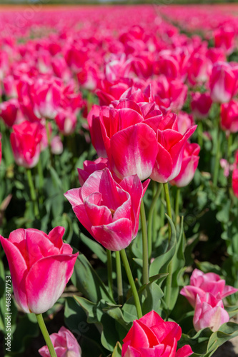 Champs de tulipes
