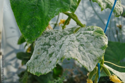 powdery mildew on cucumber leaves