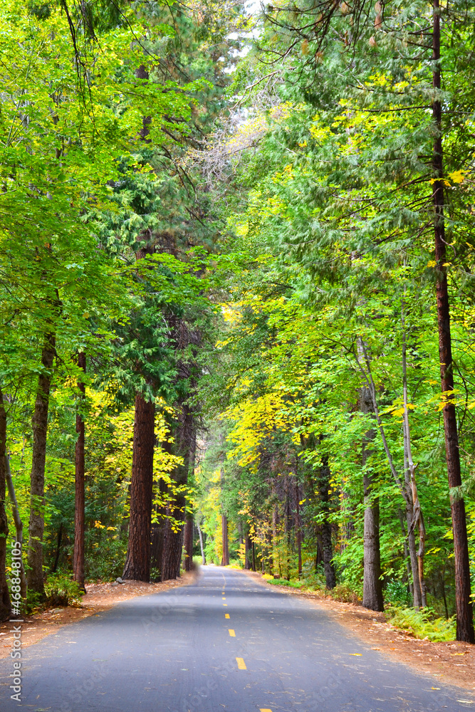 Fototapeta premium Road in Yosemite Valley, California, USA