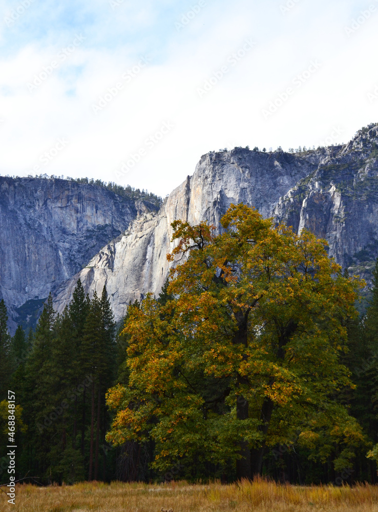Yosemite National Park's mountains and forests