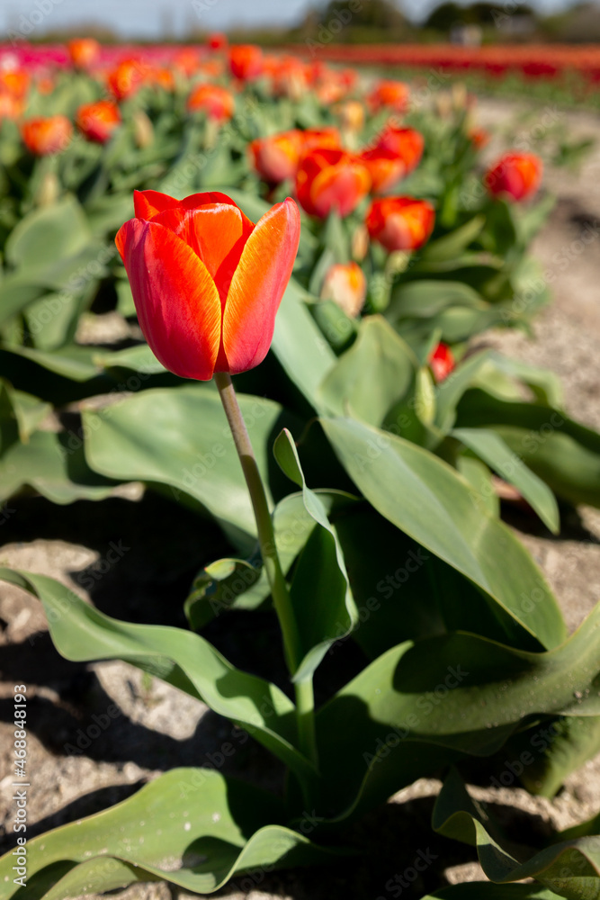 Champs de tulipes