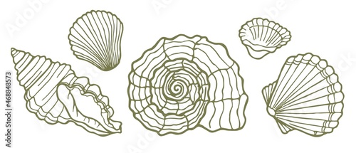 A set of five sketch-style seashells. Vector illustration. Design for decoration.
