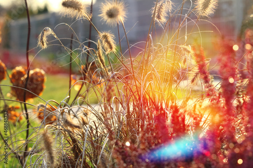 Ozdobne  kwiaty trawy, rozświetlone promieniami słońca. Decorative flowers of grass, lit by the rays of the sun.