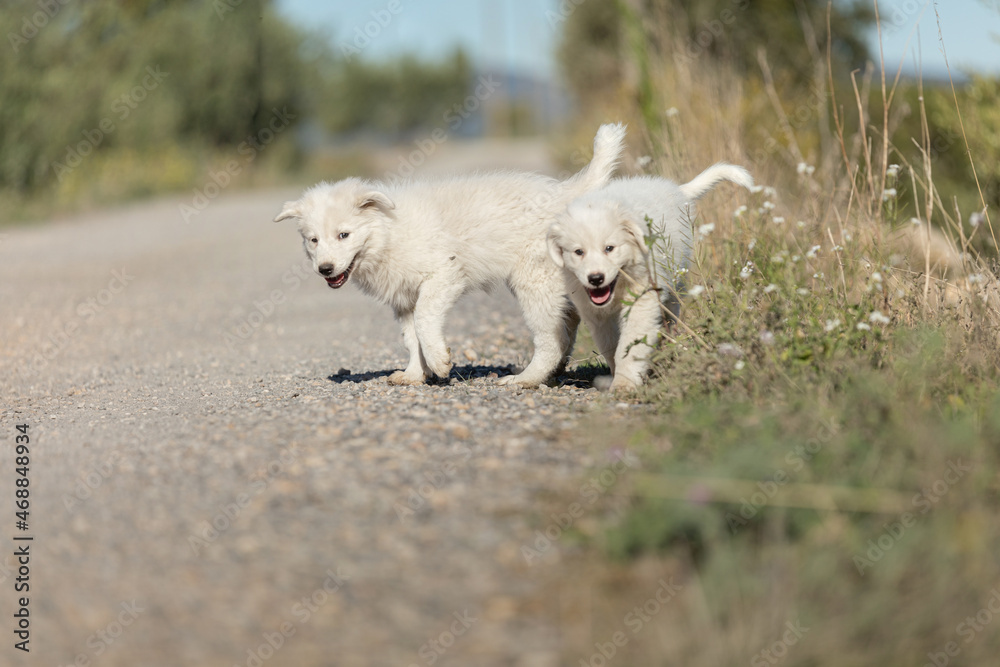Fototapeta premium Two Pyrenean mountain puppies, patou, on the side of a road