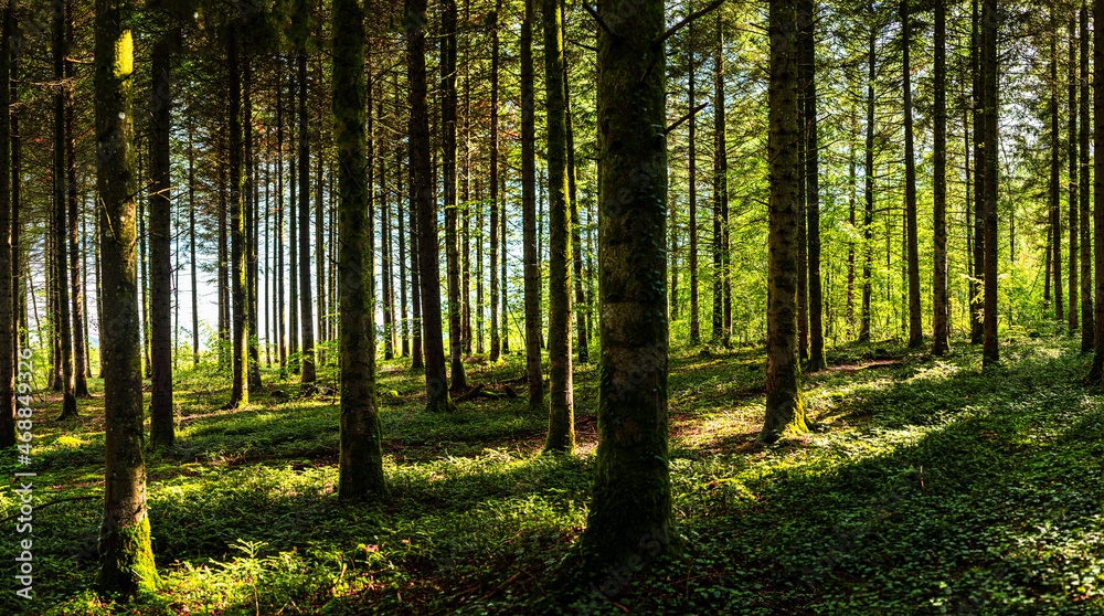 Panorama d'un sous-bois 