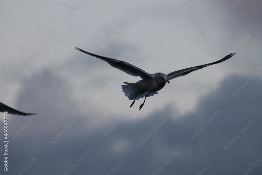 seagull in flight