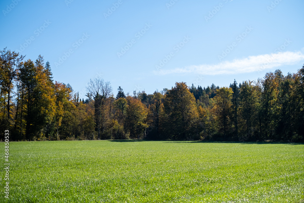 Fototapeta premium Herbstlicher Wald und Bäume