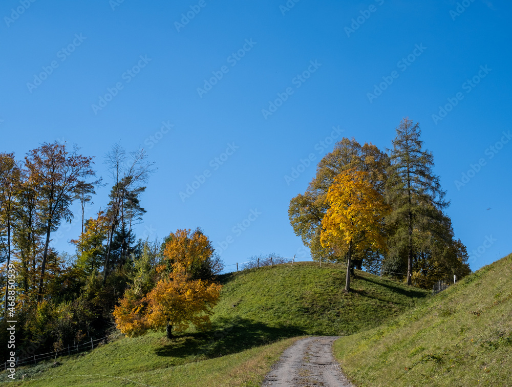 Herbstlicher Wald und Bäume