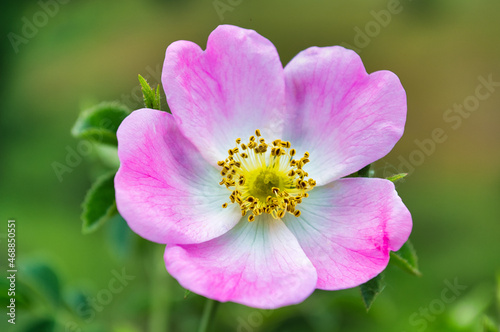 A pale pink rosehip flower with well defined stamens