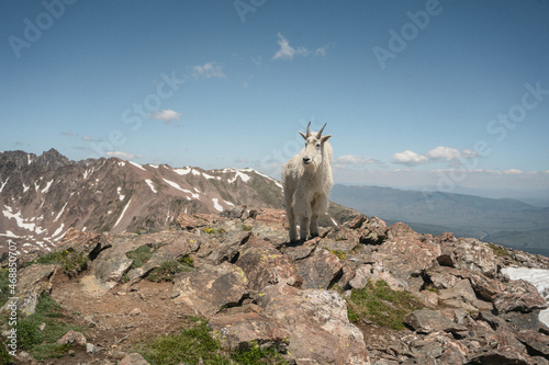 Mountain Goat on Rocky Summit