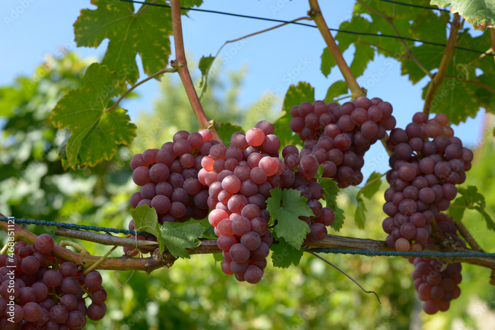 grappe de raisin rouge dans une vigne