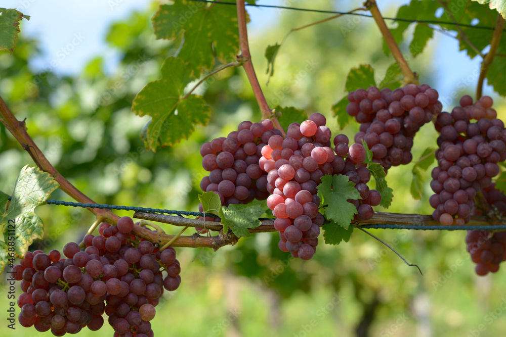 grappe de raisin sur une vigne