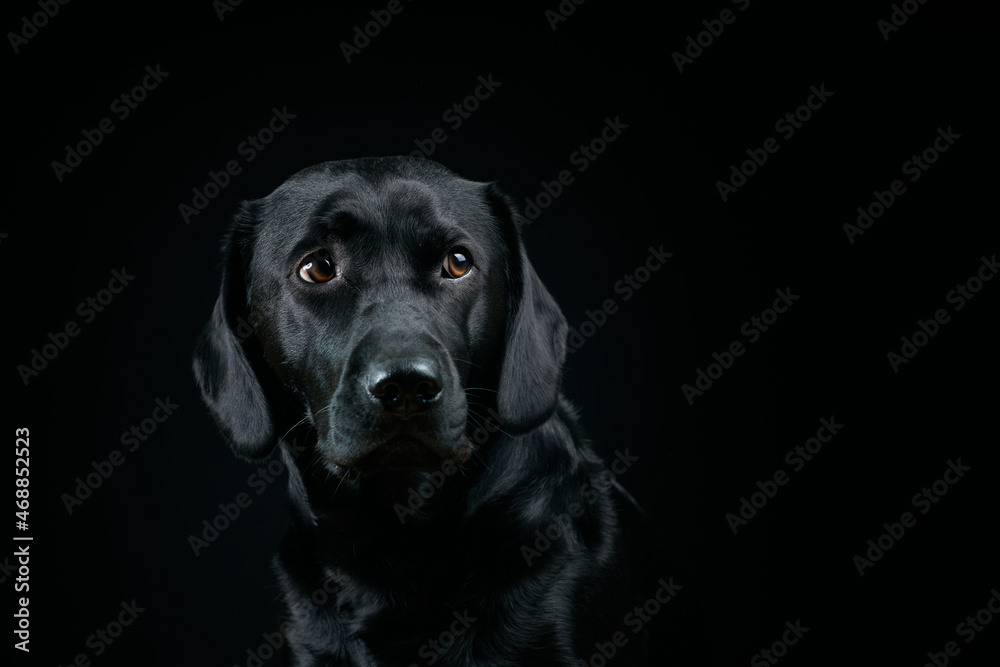 Black Labrador Portrait on black Background