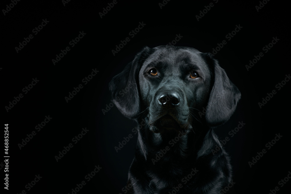 Black Labrador Portrait on black Background Black Labrador Portrait on black Background