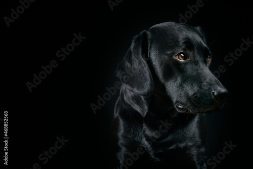 Black Labrador Portrait on black Background © Johannes Menge