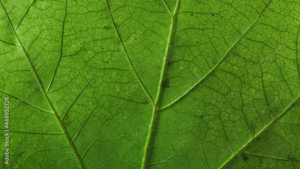 Close-up detail time-lapse tree leaf changing color during fall season. Green autumn leaf drying getting yellow orange. Timelapse macro plant leaf texture transformation aging during seasons change