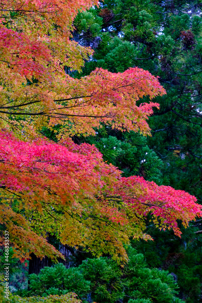 松島の瑞巌寺の紅葉 松島の瑞巌寺の紅葉