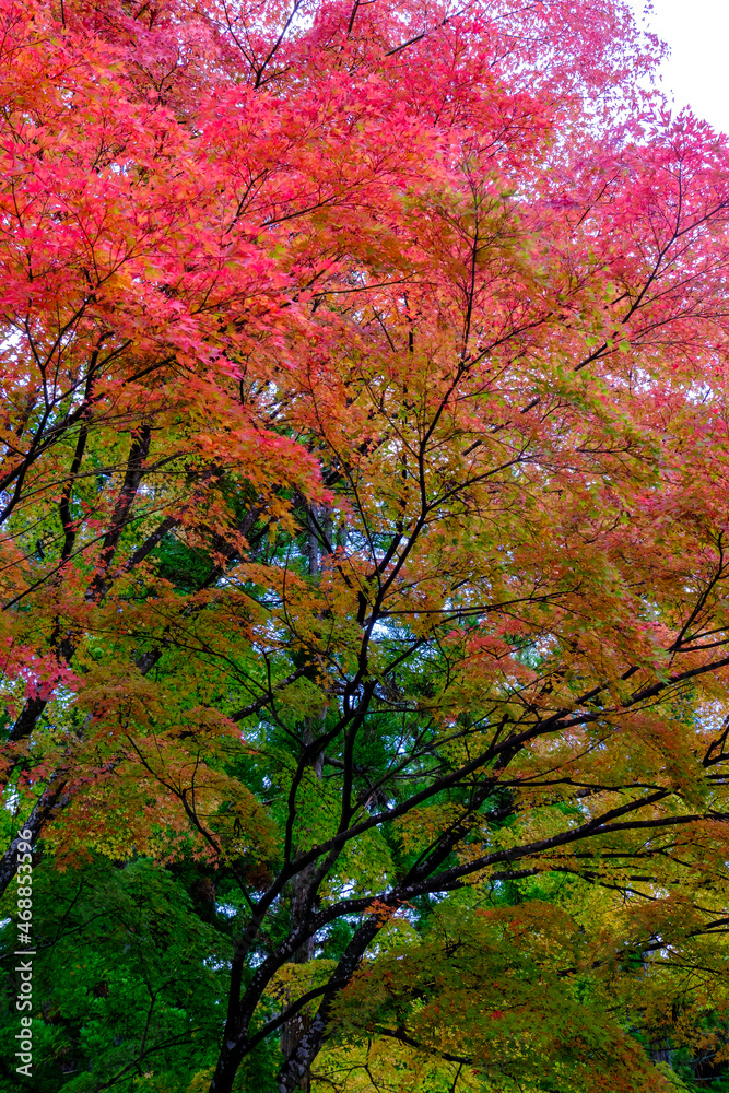 松島の瑞巌寺の紅葉