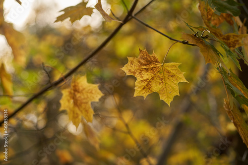 Maple leaves in autumn selective focus