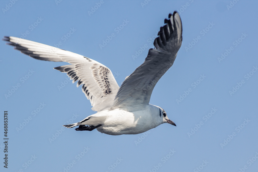 Seagull flies away into the distance against the background of a clear sky Seagull flies away into the distance against the background of a clear sky