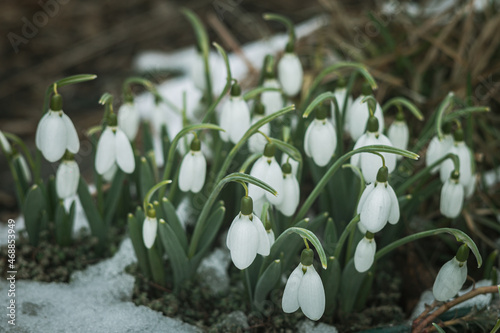 Delicate white petals of young snowdrops