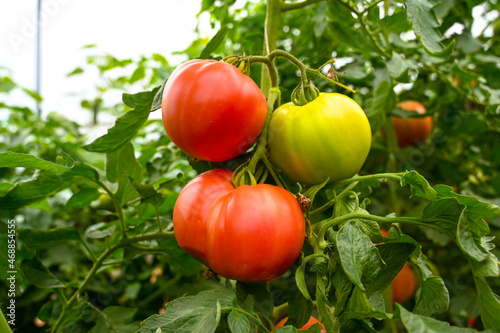 Red and green tomato growing on the bush in greenhouse. Plantations of young tomato plants  close up. Organic vegetables.