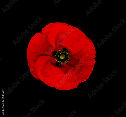 Photo Single red poppy scan effect on a black background for remembrance day and Anzac