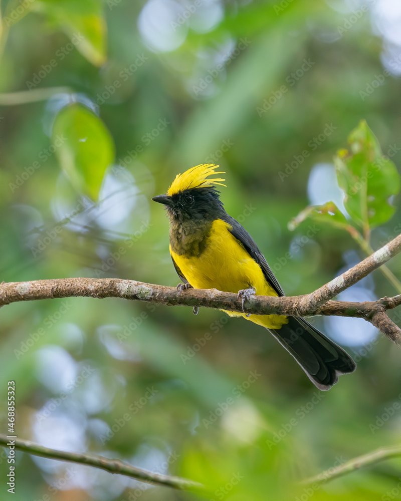 Fototapeta premium Sultan Tit perching eye level on tree branch