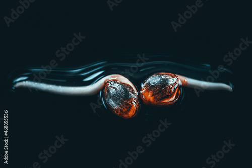 Medical Cannabis Seeds on the Black Background in Drop of Water - THC CBD, Germination of Cannabis Seeds, Sprouting. photo