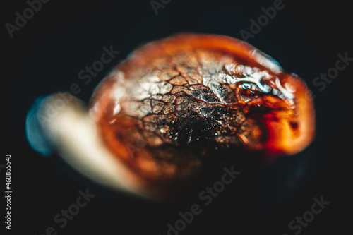 Foto Medical Cannabis Seeds on the Black Background in Drop of Water - THC CBD, Germination of Cannabis Seeds, Sprouting