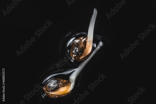 Foto Medical Cannabis Seeds on the Black Background in Drop of Water - THC CBD, Germination of Cannabis Seeds, Sprouting