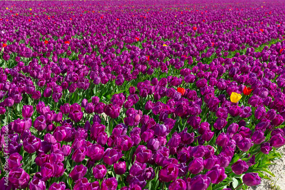 Champs de tulipes Champs de tulipes