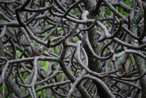 Intervened  branches look like network photo