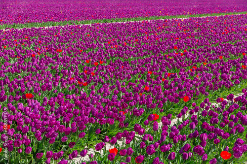 Wallpaper Mural Champs de tulipes Torontodigital.ca