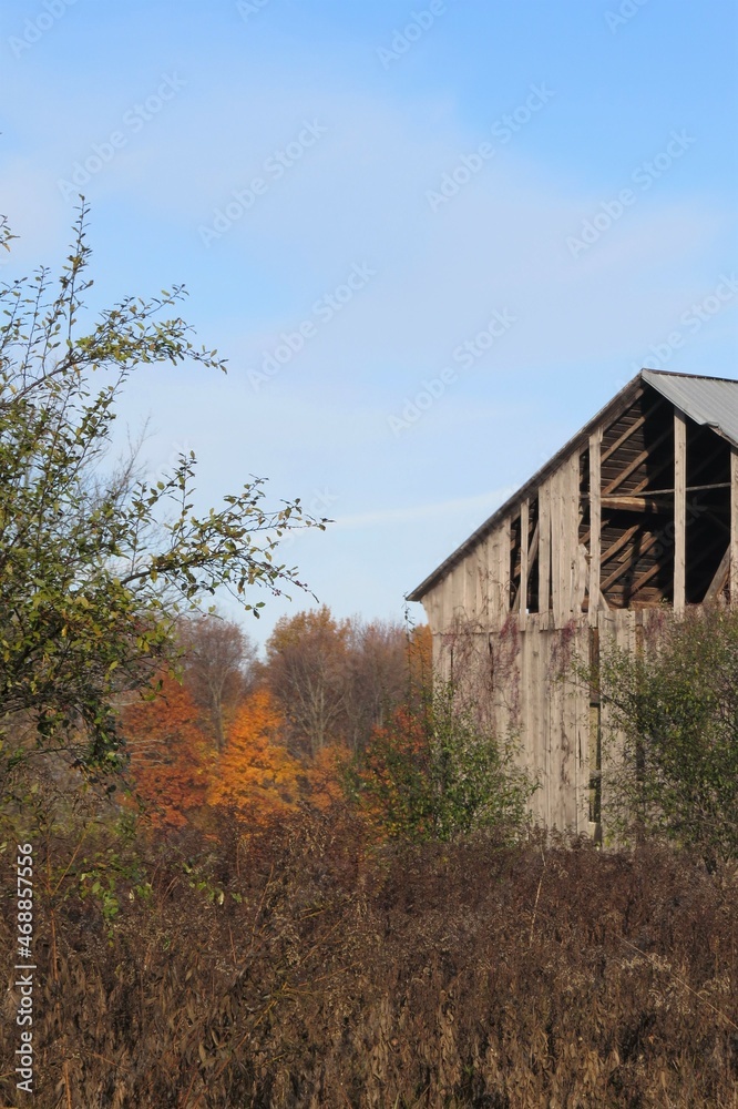 Old Dilapidated and Weathered Gray Barn behind Scraggly Bushes Set against Autumn Woods and Blue Sky