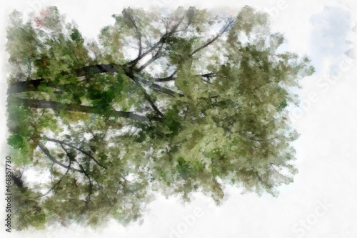 Big tree with white flowers watercolor style illustration impressionist painting.