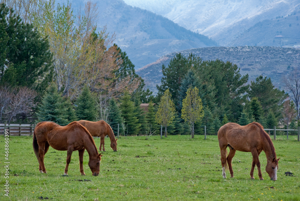 Horses on a green farm pasture in Colorado