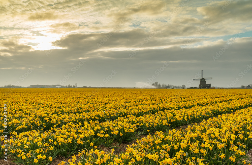 Dutch tulips and daffodils in a typical Dutch setting in the polders.