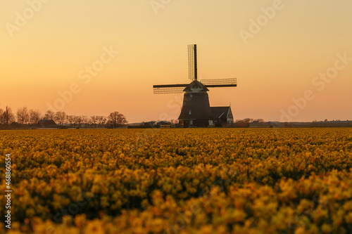 Dutch tulips and daffodils in a typical Dutch setting in the polders.