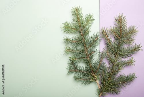 Christmas pine branches on olive and lilac background