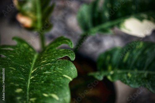 A leaf plant in the garden with blurry background. Selective focus