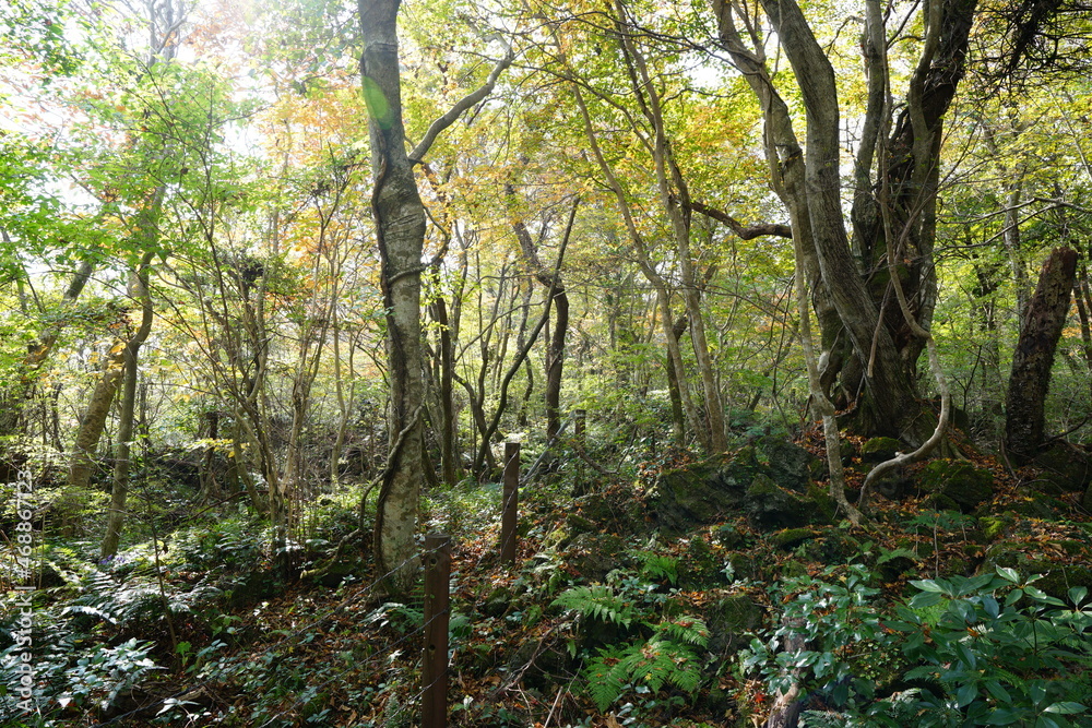 a dense autumn forest with vines and old trees
